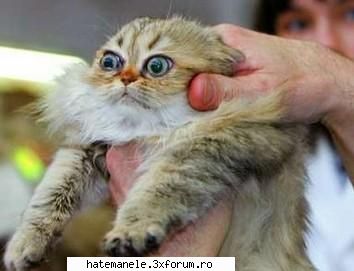 poze haioase =)) lol