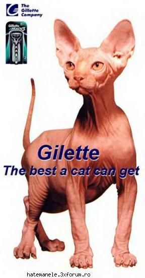 poze haioase =)) sau gilette
