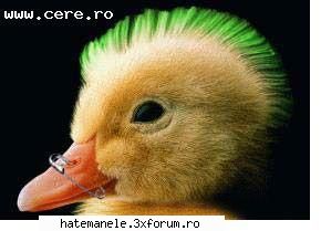 Poze haioase =)) - dap... trebuia sa se miste..da in fine...deci - Sa vb despre tot si toate